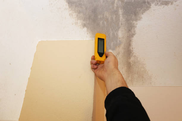 Best Real Estate Mold Inspection  in Centerfield, UT