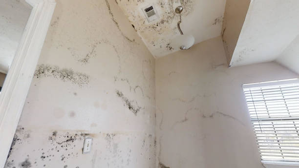 Best Dehumidification Services  in Centerfield, UT