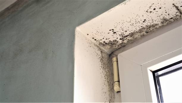 Best Mold Remediation for Healthcare Facilities  in Centerfield, UT