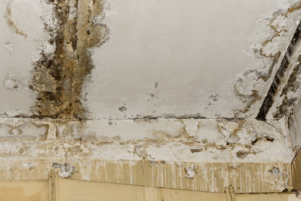 Best Asbestos and Lead Testing During Mold Inspection  in Centerfield, UT