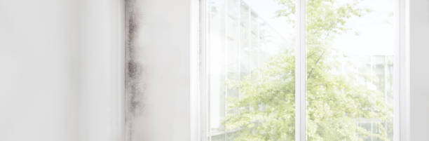Mold Documentation for Insurance Claims in Centerfield, UT