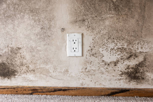 Best Attic Mold Removal  in Centerfield, UT