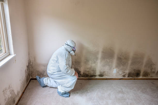 Best Emergency Mold Remediation  in Centerfield, UT