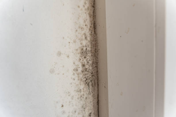 Best Post-Remediation Verification Testing  in Centerfield, UT
