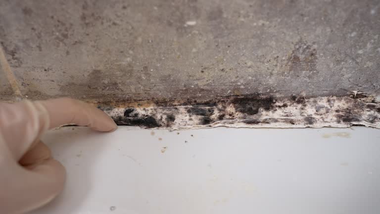 Centerfield, UT Mold Removal Company